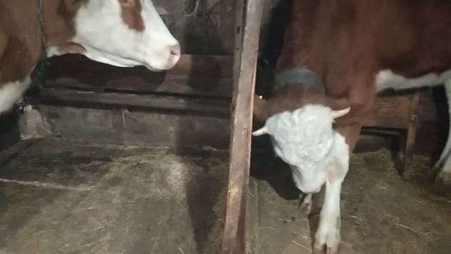 В любом состоянии иду в сарай... смотреть онлайн