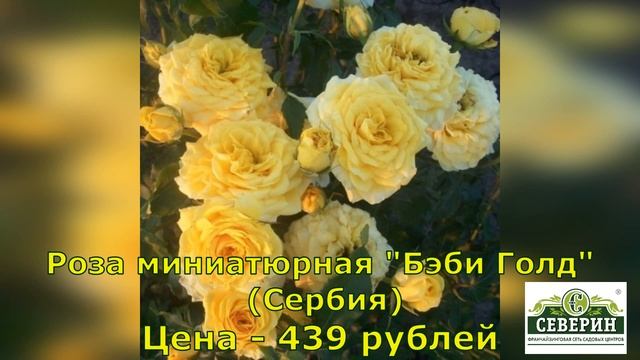 Шикарные сорта миниатюрных розы!!! Полезные советы по уходу за ними!!! смотреть онлайн