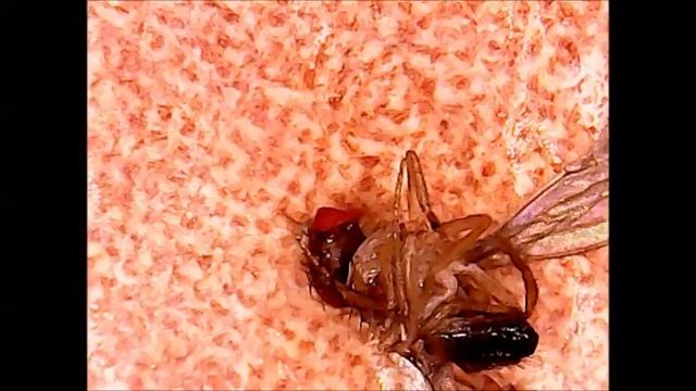 Микроскоп клещ фруктовая муха дрозофила смотреть онлайн