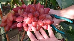 @Виноград Казанова. Новый виноград. Хороший виноград