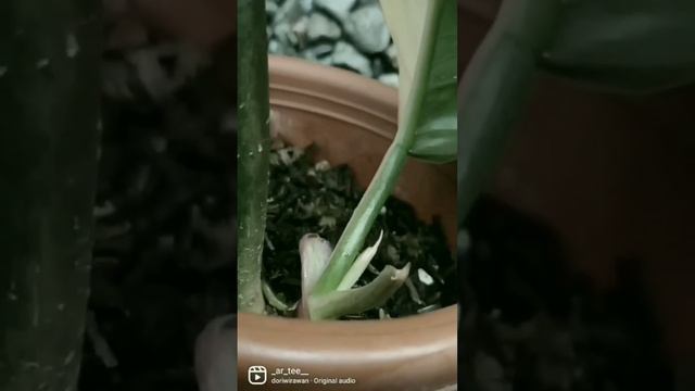 cantiknya tanaman hias philodendron green saw varigata смотреть онлайн