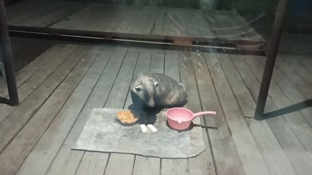 Жизнь Дачная #88. А кто это с полосатой мордой)))