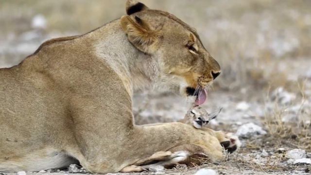 Невероятная дружба между животными смотреть онлайн