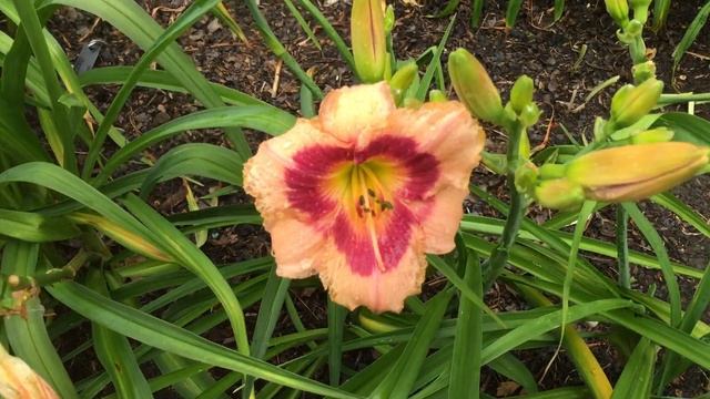 Daylily Hemerocallis Wineberry Candy Xanthorrhoeeactae смотреть онлайн