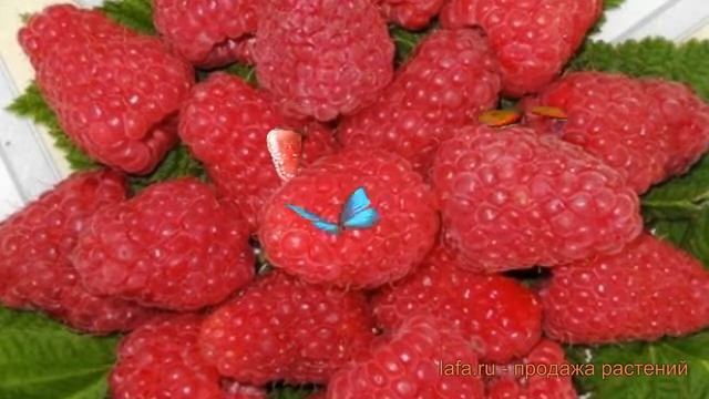 Малина традиционная Столешник (stoleshnik) ? обзор: как сажать, саженцы малины Столешник смотреть онлайн