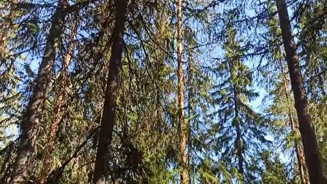 тишина в Карельском лесу. смотреть онлайн