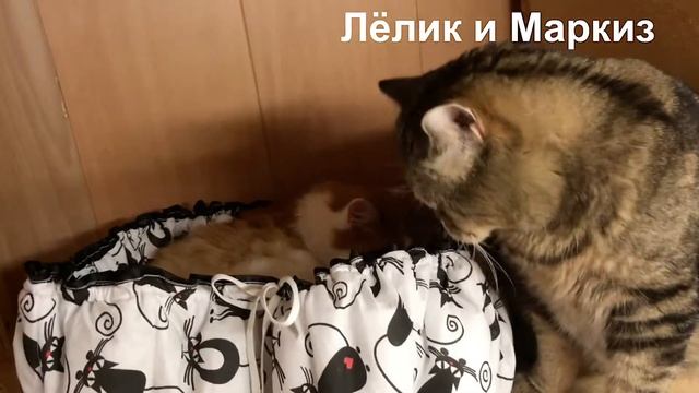 Очень нужный подарок (приют для котиков г. Снежинск) смотреть онлайн