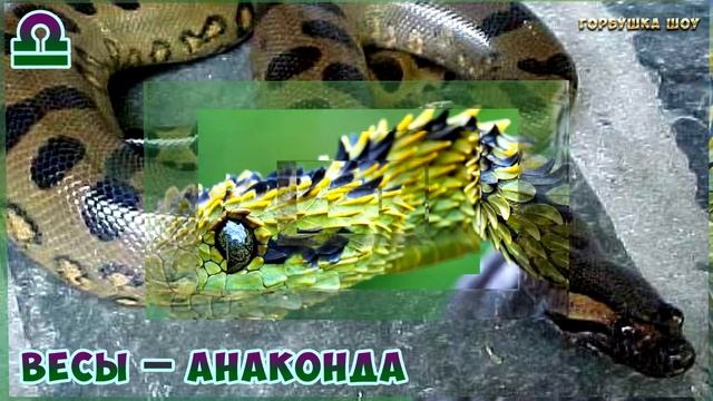 Какая Ты Змея по Знаку Зодиака? Змеиный Гороскоп Раскроет Все Твои Тайны! смотреть онлайн