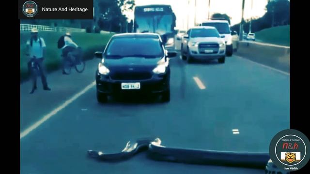 A 25 Feet Long Python Suddenly Came on the Highway. #NatureAndHeritage?. |Wildlife's| |Wild Animals смотреть онлайн