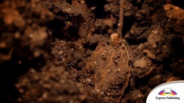 Excel 5. Module 4(f). Amazing ants. p. 54 смотреть онлайн