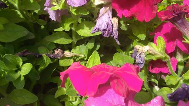 The best colourful petunia flowers ( December 2021 update) смотреть онлайн