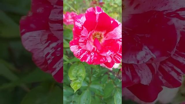 🔥🔥Лето самое тёплое время года.🔥🔥 смотреть онлайн