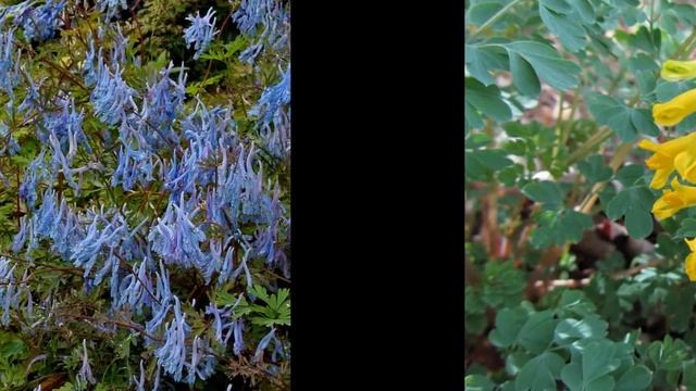 ХОХЛАТКА (CORYDALIS) сем. Дымянковые смотреть онлайн