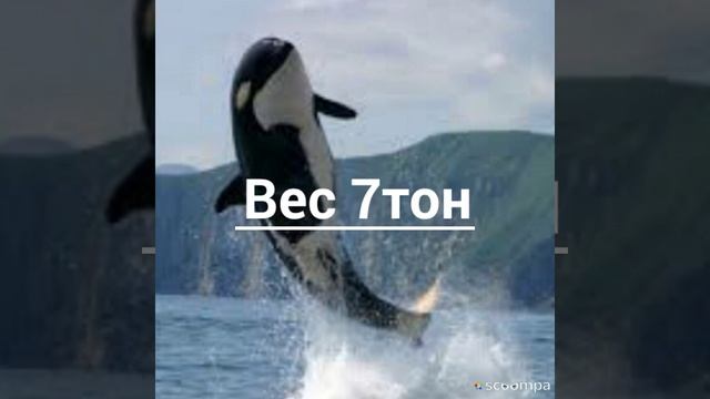 Белая акула против Косатки кто самый сильный? смотреть онлайн