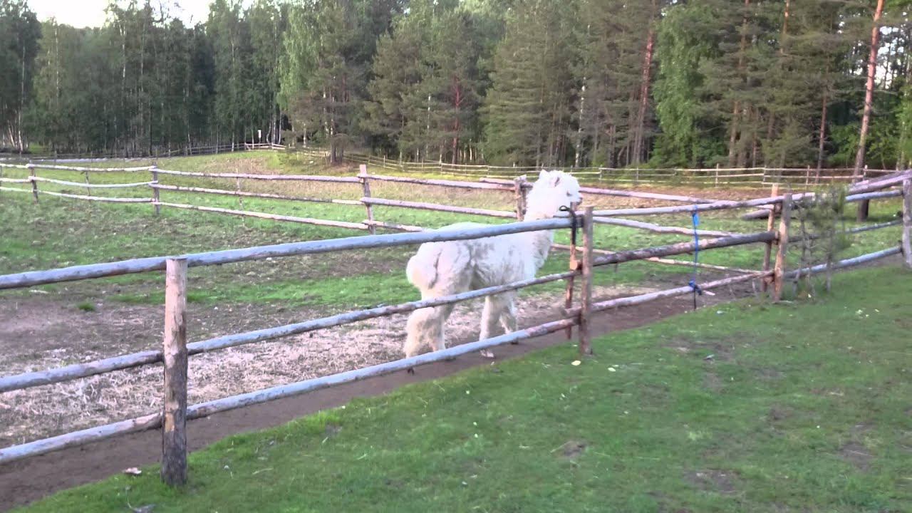 MOV 0539 смотреть онлайн