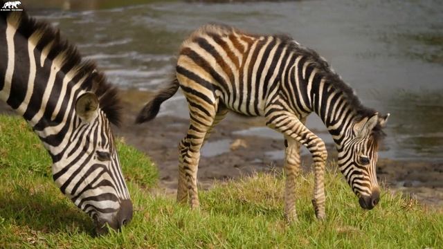 Cute Baby Animals 4K UltraHD - Amazing World Of Young Animals With Relaxing Music