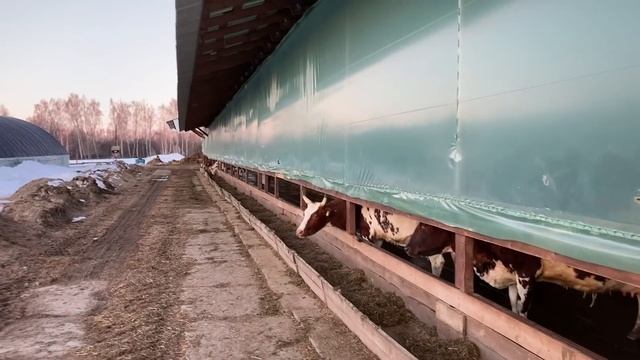 "Правильный коровник" на мой взгляд смотреть онлайн