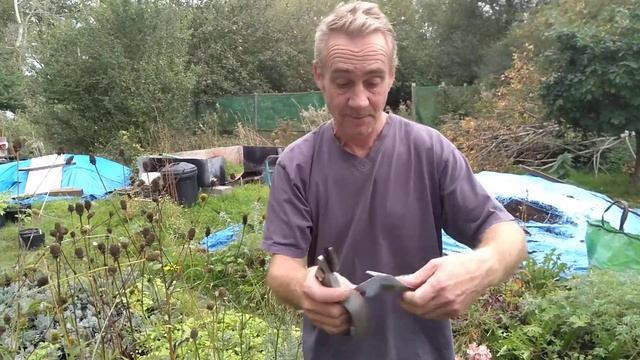 How to collect rudbeckia seeds at the end of summer смотреть онлайн