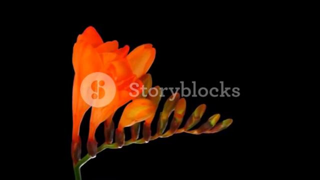 FREESIA - GIFS ANIMATIONS 4 смотреть онлайн