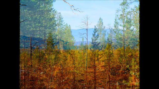 Слайды    2021