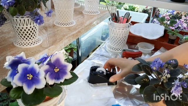 Фиалочные будни! Упаковка деток и больших фиалок для отправки почтой!