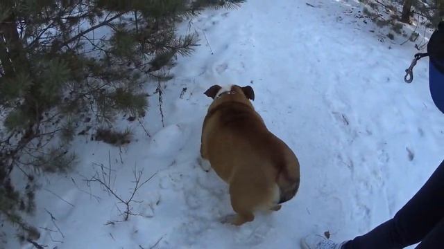 СЕНБЕРНАР В ГОРОДЕ #2 Прогулка по Острову с сенбернаром Аришей смотреть онлайн