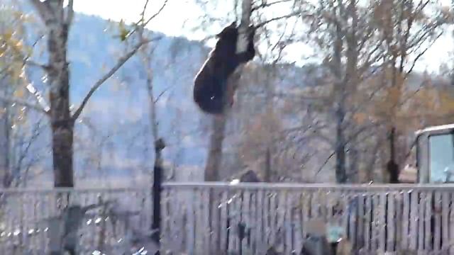 Красноуфимск. Медведь лезет за мужиком на березу. смотреть онлайн