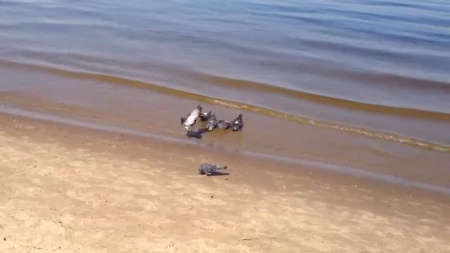 Купание на Волге смотреть онлайн