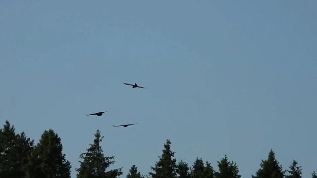 №2503 23 08 2022 Полет воронов смотреть онлайн