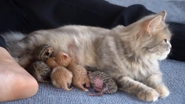 КОШКА МАМА была завершена и с радостью родила своих новорожденных котят смотреть онлайн