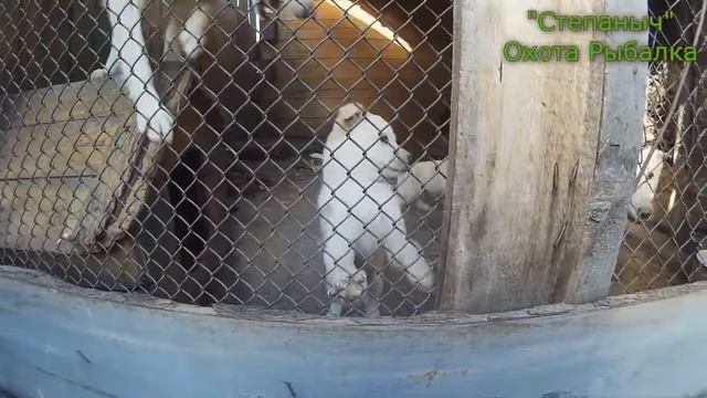 Как поставить укол вакцины щенку Лайки (Мой вариант) смотреть онлайн