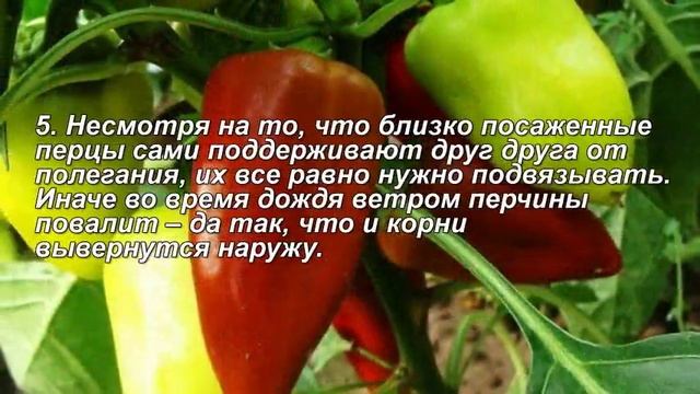 Выращивание сладкого перца. Советы бывалых огородников смотреть онлайн