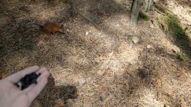 Хаски-парк г. Первоуральск. Обзор парка культуры смотреть онлайн