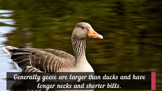 English Vocabulary - Animals смотреть онлайн