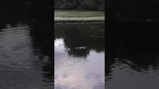 Мое пребывание в санатории "Валуево" 🌲🌳 Часть 4 смотреть онлайн