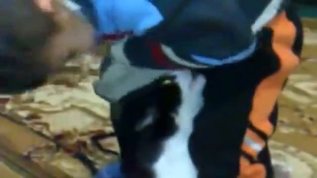 baby and intelligent cat ребенок и умный кошка zumreddin смотреть онлайн