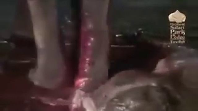 Роды слонихи Трогательно! смотреть онлайн
