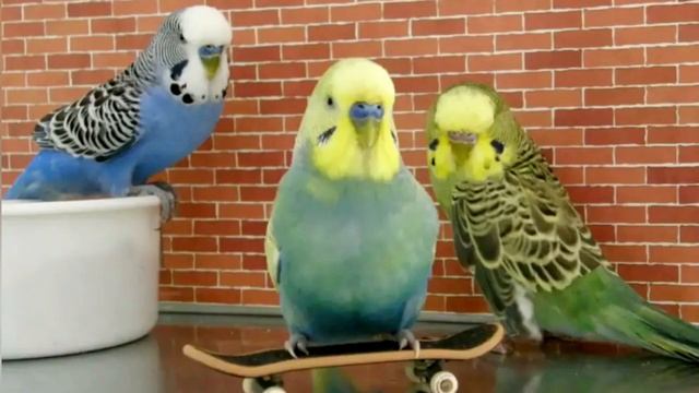 СКОЛЬКО ЖИВУТ ВОЛНИСТЫЕ ПОПУГАИ ? смотреть онлайн