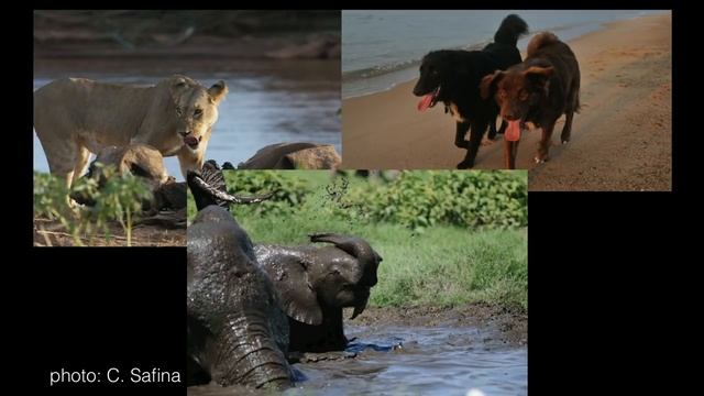 What Are Animals Thinking And Feeling? | Carl Safina