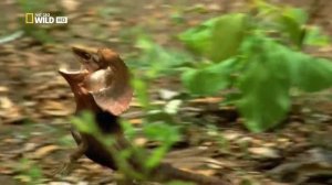 Плащеносная ящерица