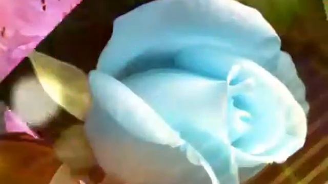 Самые редкие цветы мира!!!??? смотреть онлайн