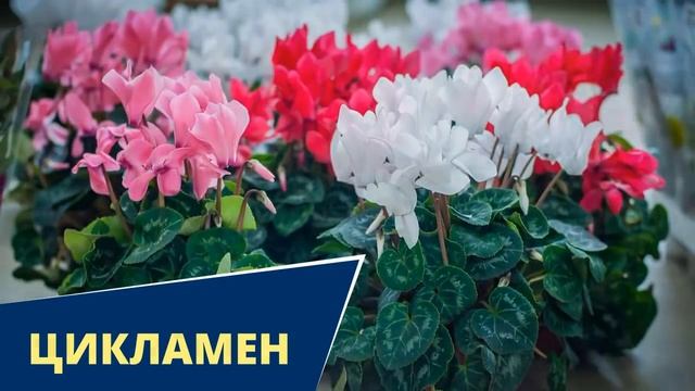 Цветы, которые приносят счастье и удачу в ваш дом смотреть онлайн