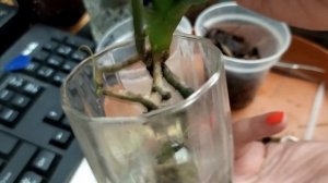 Как спасти орхидею без корней. Реанимация орхидеи.