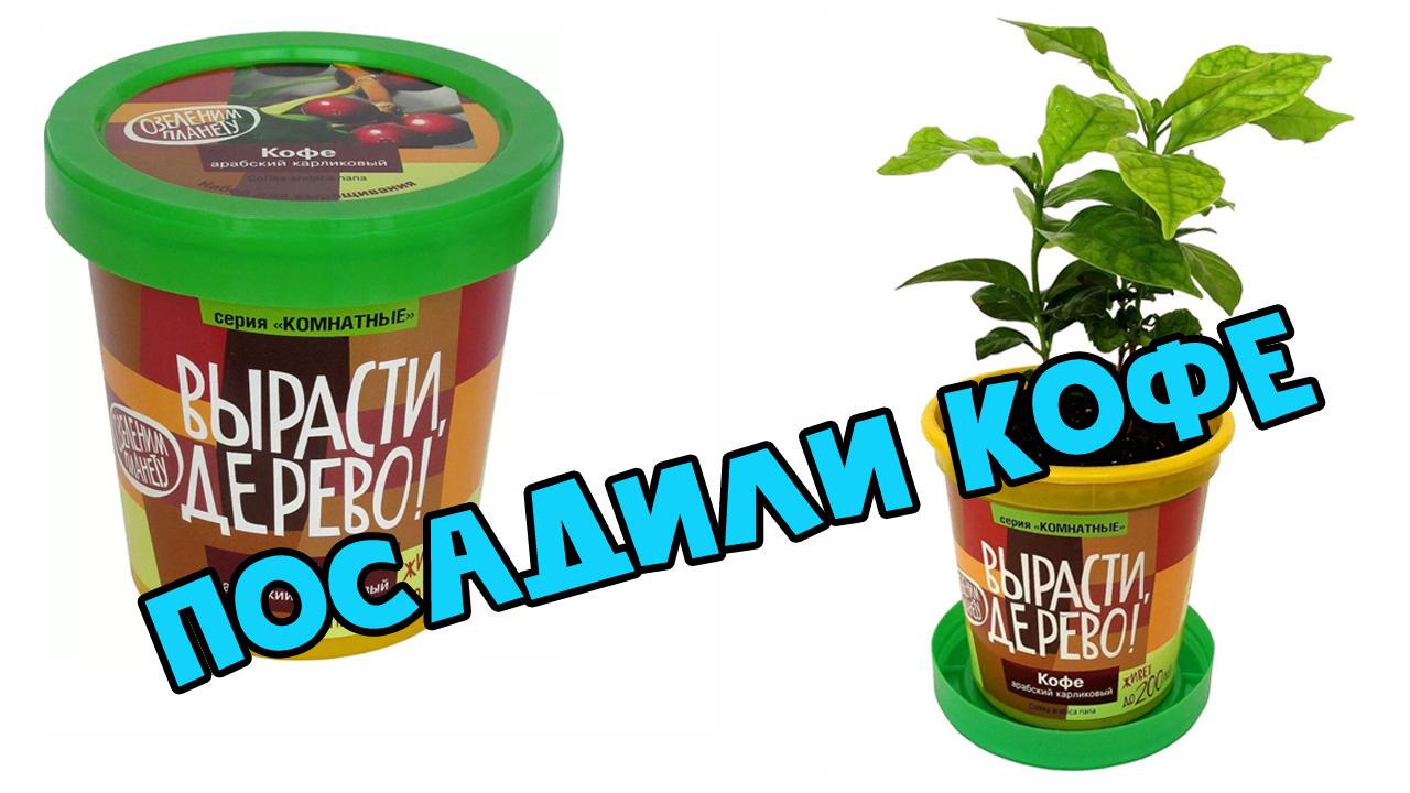 Вырасти, Дерево! Кофе арабский карликовый смотреть онлайн