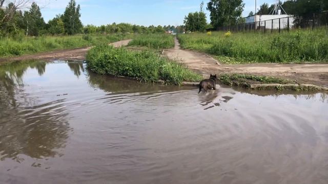 Французские бульдоги БумОсики. Водяные. Часть 1 смотреть онлайн
