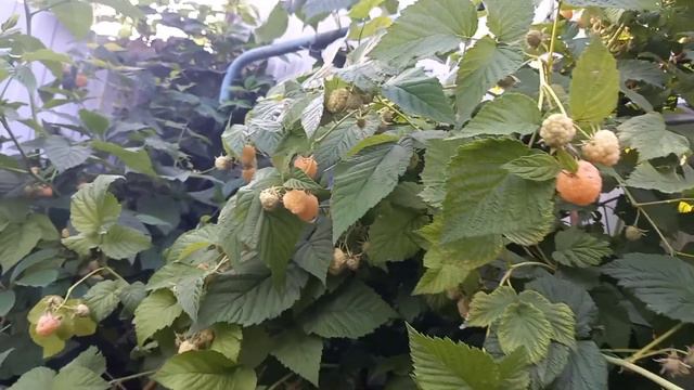 У меня в садочке....выросли смотреть онлайн