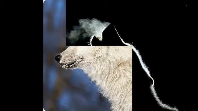 Мое слайд-шоу про волков(Dubstep) смотреть онлайн