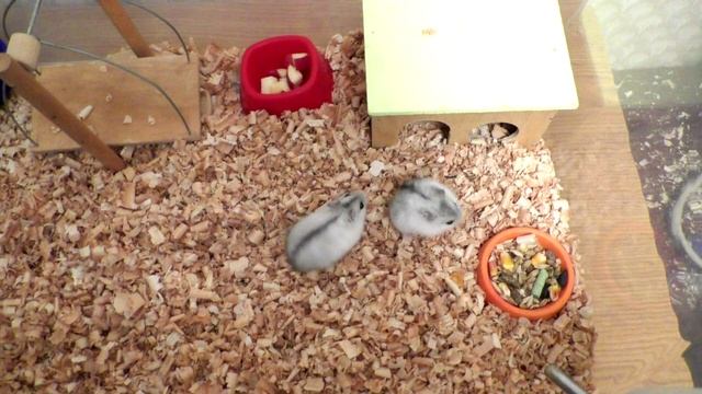 Как приручить хомяка к рукам если он боится и кусается? Приручение хомяка смотреть онлайн