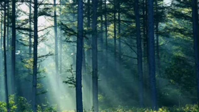 Утро северного леса / Звуки природы для сна | Northern Forest Morning / Nature Sounds for Sleep смотреть онлайн