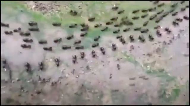 Муравьи и термиты Военный нейтралитет смотреть онлайн